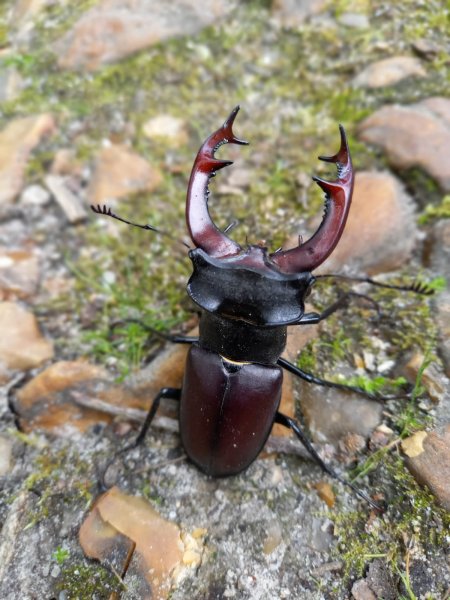 LUCANE MÂLE. Sur un chemin au printemp dit aussi cerf-volant. LOLA et MALO